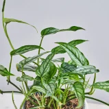MS1k10_0180_MS10 184