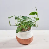 Monstera siltepecana