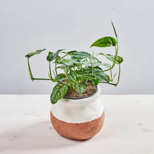 Monstera siltepecana