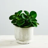 Peperomia green gold