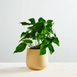 Monstera minima (rhaphidophora tetrasperma)