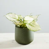 Aglaonema white joy