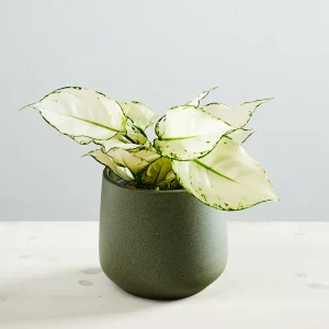 Aglaonema white joy