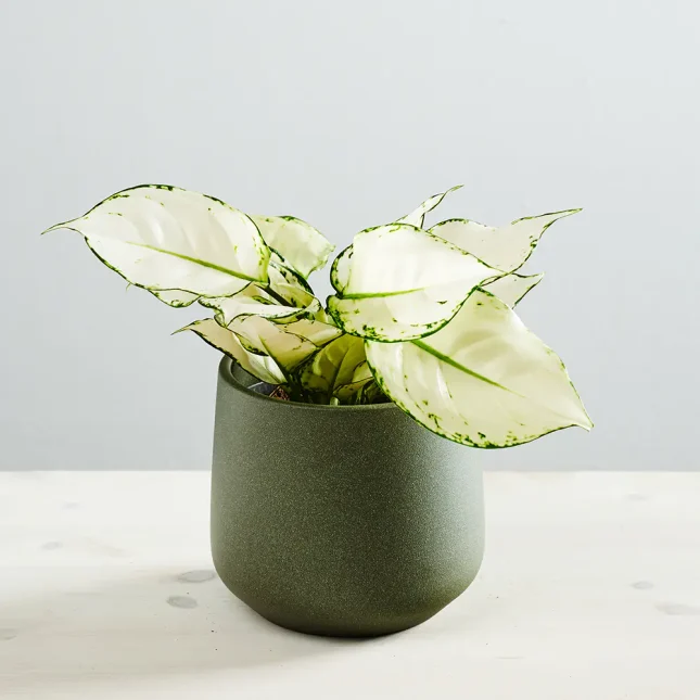 Aglaonema white joy
