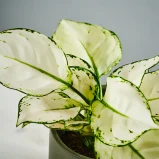 MS1k9_0105_MS9 105