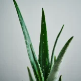 MS1k9_0123_MS9 123