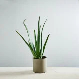 Aloes zwyczajny (aloe vera)