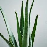 MS1k9_0126_MS9 126