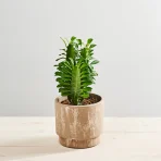 MS1k9_0314_MS9 314