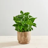 Kawa