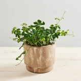 Cissus pasiasty (cissus striata)