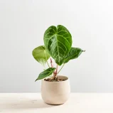 Anthurium magnificum