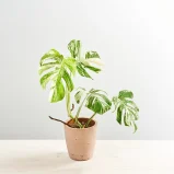 Monstera deliciosa variegata