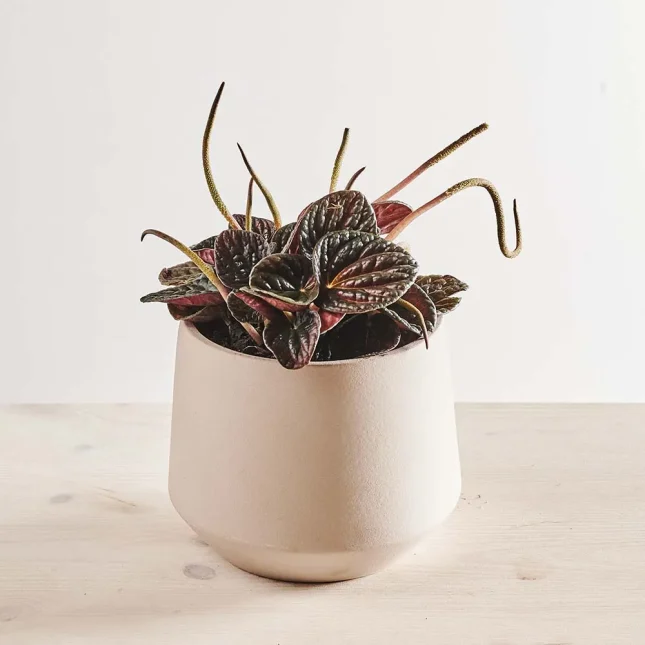 Peperomia caperata chocolate ripple