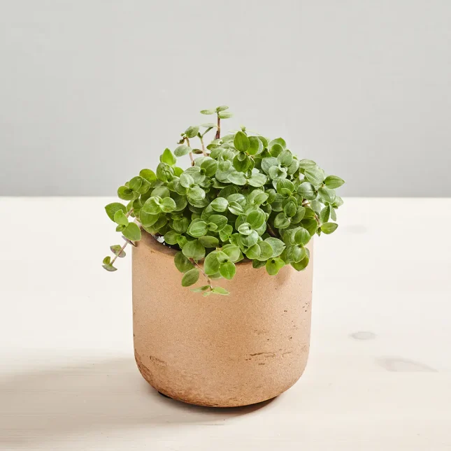 Smużyna płożąca baby (callisia repens)