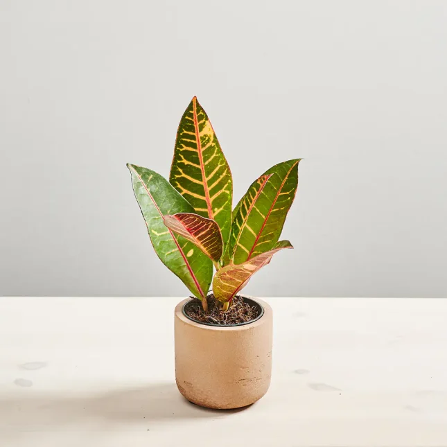 Codiaeum petra baby (kroton)