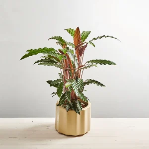 Calathea rufibarba
