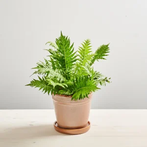 Paproć silver lady (blechnum gibbum)