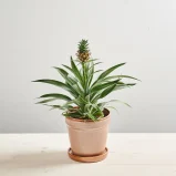 Ananas mi amigo