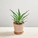 Aloes drzewiasty (aloe arborescens)
