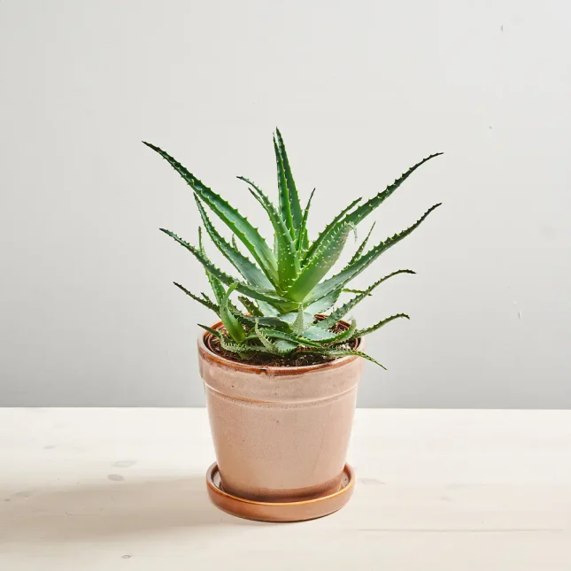 MS131k_0373_MS13 377 Aloes drzewiasty (aloe arborescens)