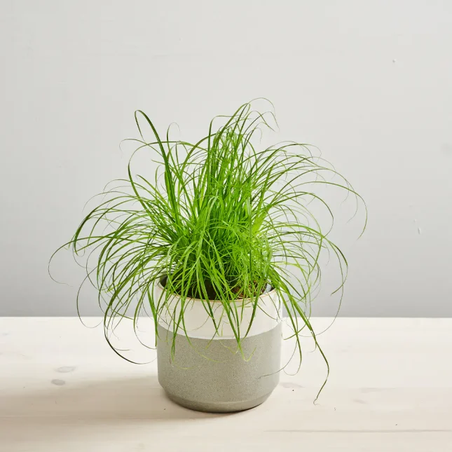 Cyperus zumula 'kocia trawa'