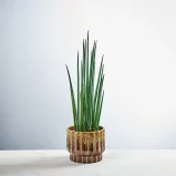 Sansevieria bacularis mikado