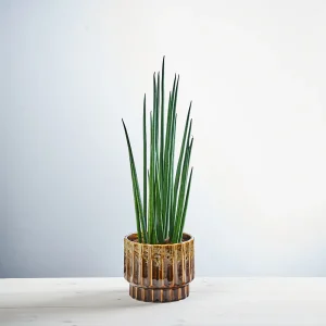 Sansevieria bacularis mikado