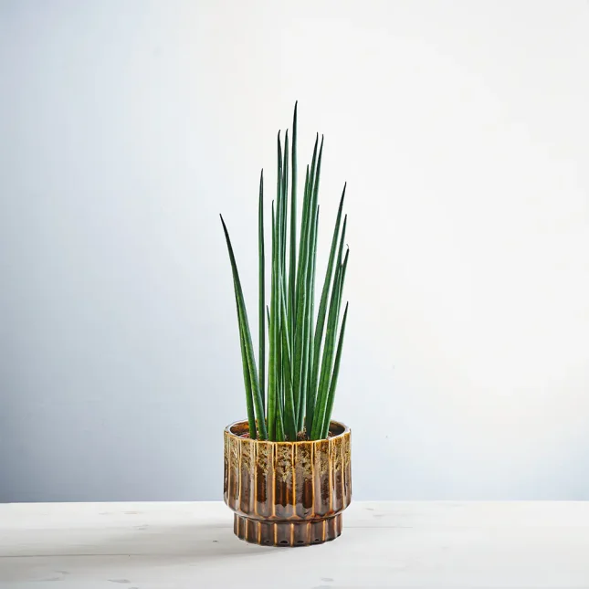 MS171k_0079_MS17 80 Sansevieria bacularis mikado