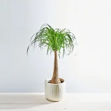 Nolina drzewko (beaucarnea recurvata)