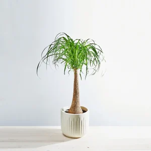 Nolina drzewko (beaucarnea recurvata)