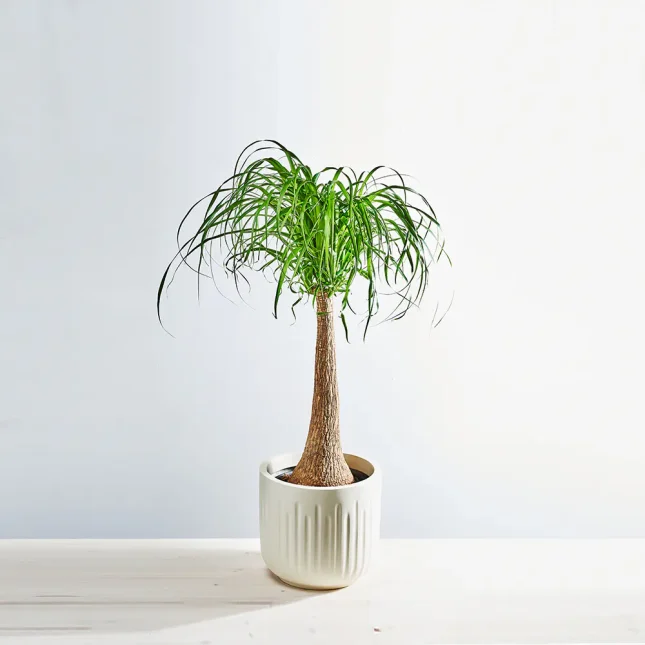 Nolina drzewko (beaucarnea recurvata)