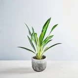 Aglaonema forest grass