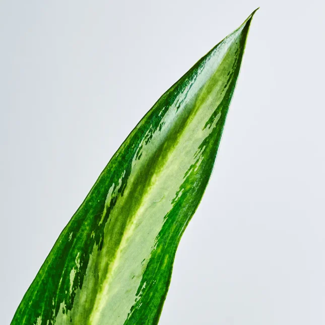 MS111k_0042_MS11 47 MS111k_0042_MS11 47