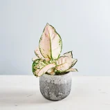 Aglaonema rosa joy