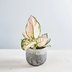 Aglaonema rosa joy