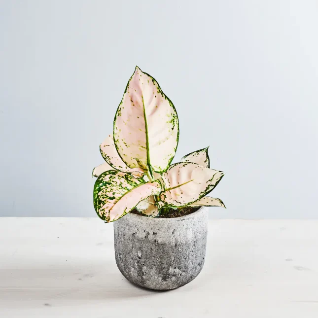 MS111k_0045_MS11 50 Aglaonema rosa joy