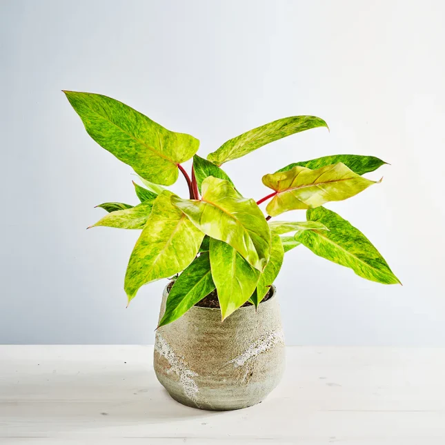 MS111k_0048_MS11 54 Philodendron painted lady
