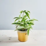 Dracena godseffiana silver