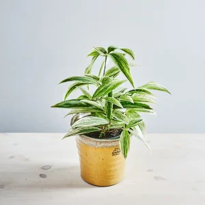 Dracena godseffiana silver