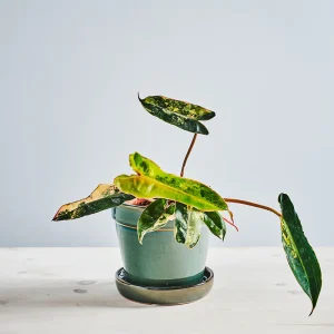 Philodendron billietiae variegata