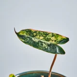 MS111k_0081_MS11 87