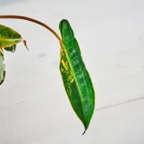 MS111k_0083_MS11 89