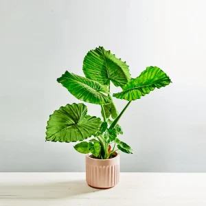 Alokazja gageana (alocasia)