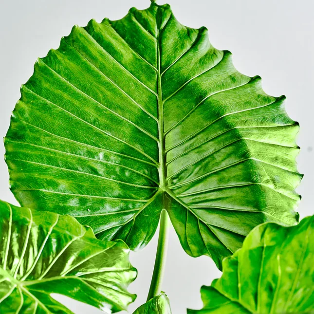 MS1k10_0001_MS10 2 MS1k10_0001_MS10 2