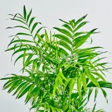MS1k10_0026_MS10 27