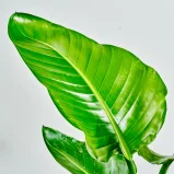 MS1k10_0030_MS10 31