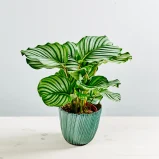 Calathea orbifolia