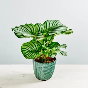 Calathea orbifolia