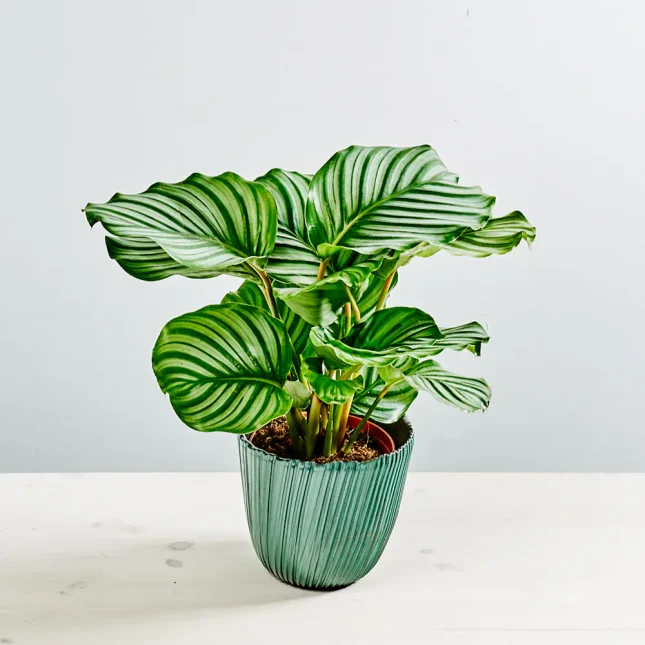 Calathea orbifolia